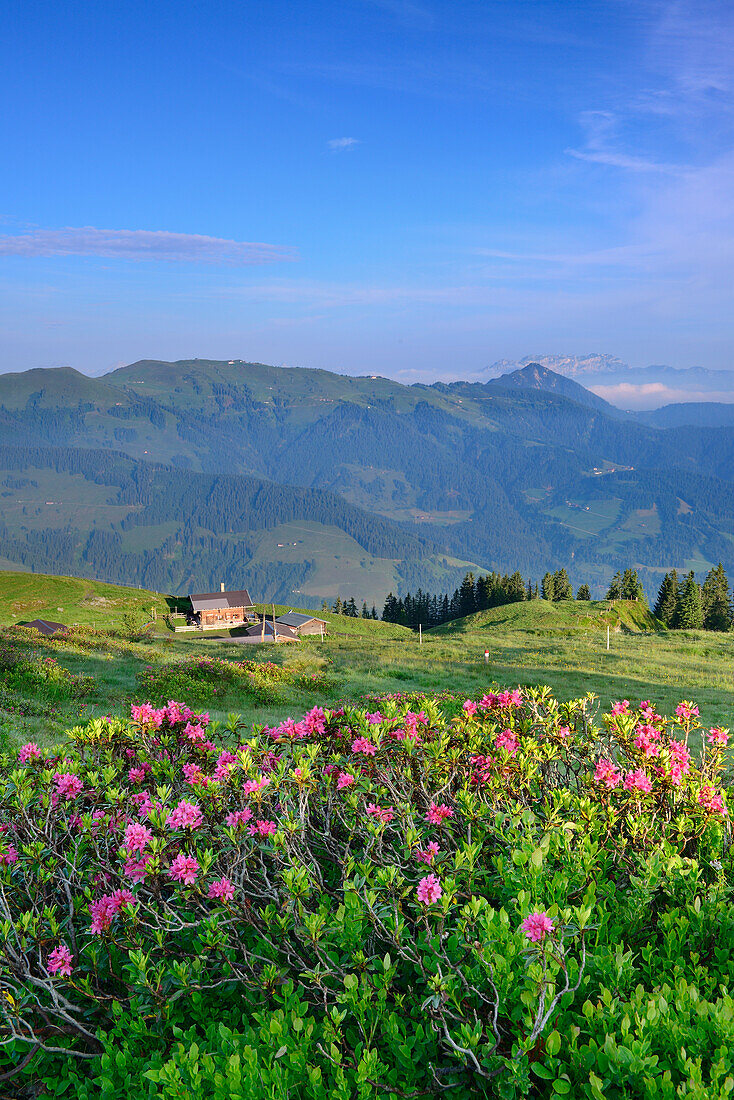 Alpine roses in blossom and alpine hut, Feldalpenhorn, Feldalphorn, Wildschoenau, Kitzbuehel range, Tyrol, Austria
