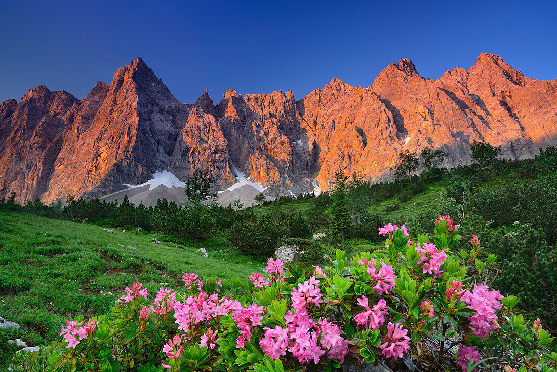 Blühende Alpenrosen mit Laliderer Wänden im Alpenglühen, Laliderer Wände, Karwendel, Tirol, Österreich