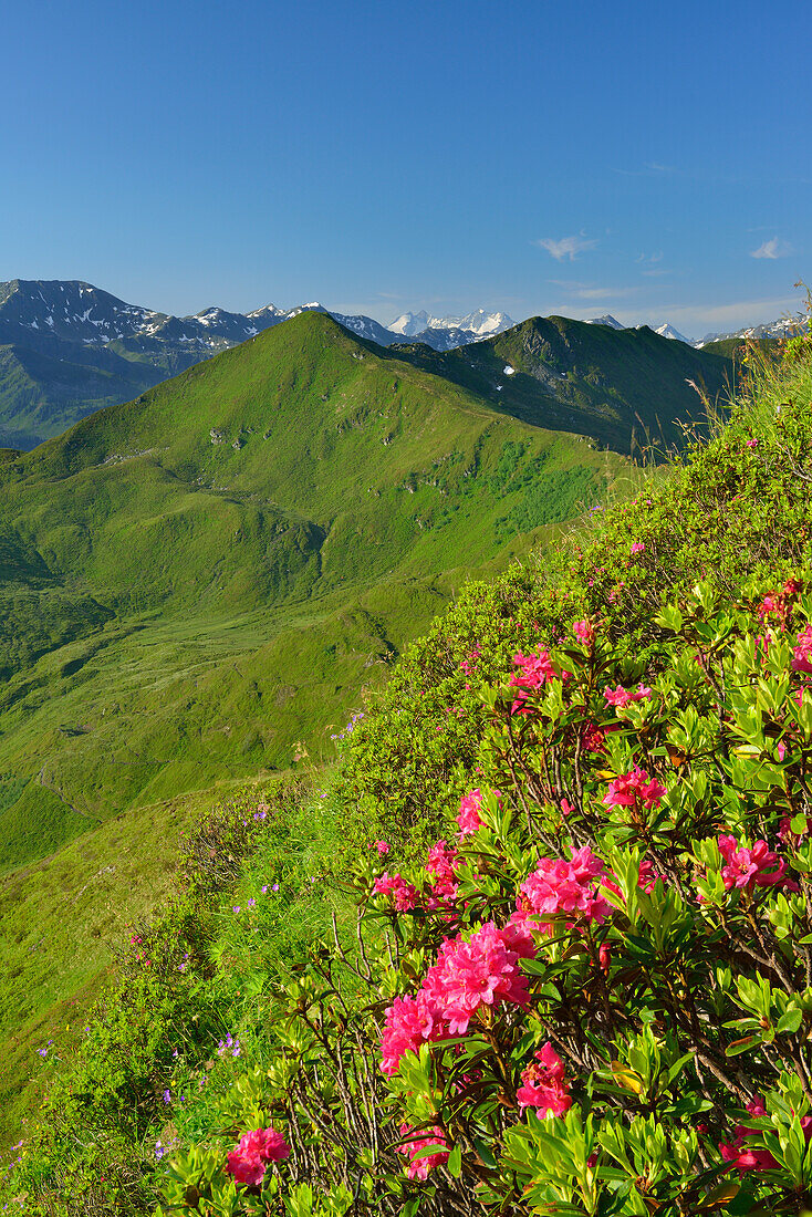 Blühende Alpenrosen mit Schafsiedel, Schwaigberghorn und Reichenspitzgruppe im Hintergrund, Feldalpenhorn, Feldalphorn, Wildschönau, Kitzbüheler Alpen, Tirol, Österreich