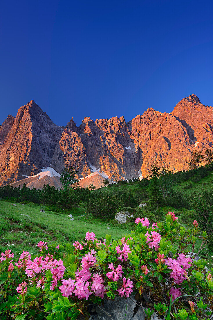 Blühende Alpenrosen mit Laliderer Wänden im Alpenglühen, Laliderer Wände, Karwendel, Tirol, Österreich