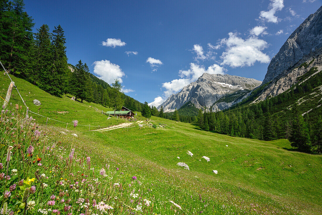Flowering meadow with Lafatsch Niederleger hut and Speckkarspitze, Hinterau valley, Karwendel range, Tyrol, Austria