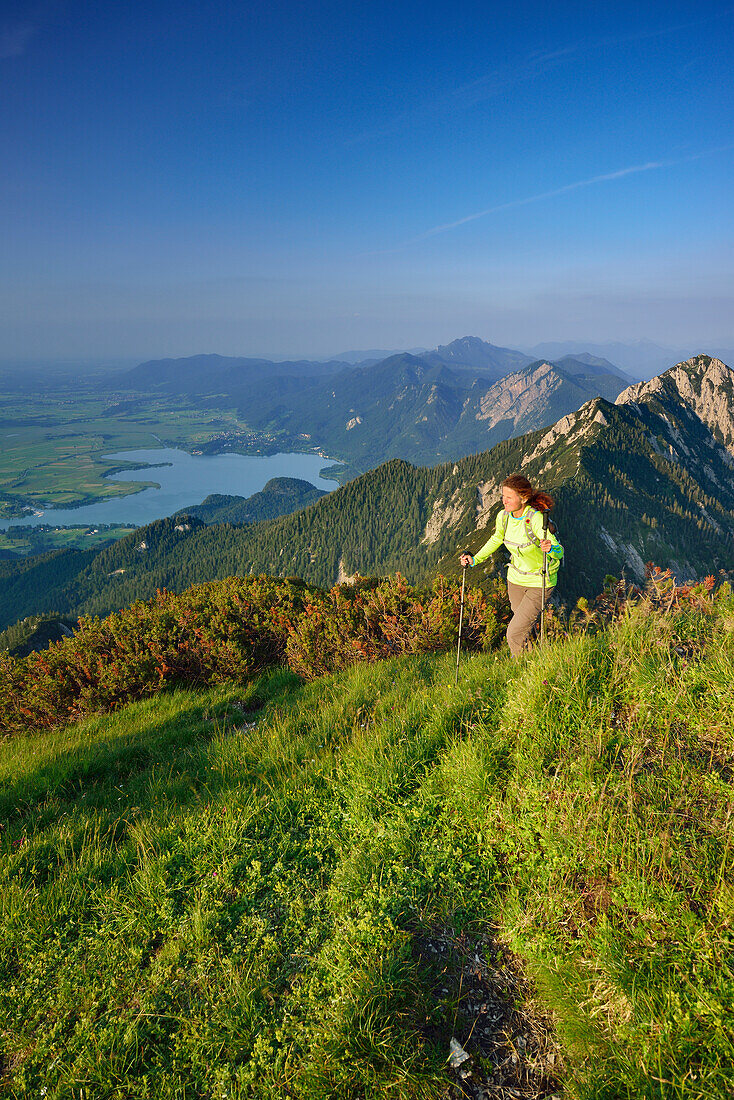 Female hiker ascending to Heimgarten, lake Kochelsee, Benediktenwand, Jochberg and Herzogstand in background, Upper Bavaria, Bavaria, Germany
