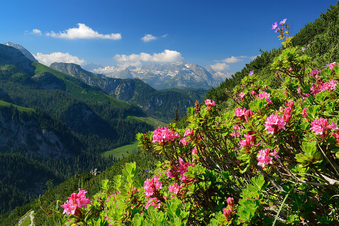 Alpine roses in blossom in front of Steinernes Meer range, view from Jenner, Jenner, Berchtesgaden range, National Park Berchtesgaden, Berchtesgaden, Upper Bavaria, Bavaria, Germany