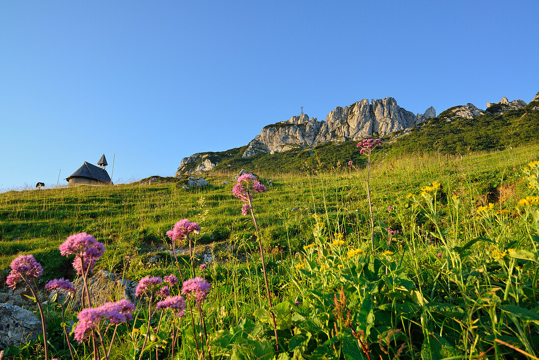 Blumenwiese vor Kapelle und Kampenwand, Kampenwand, Chiemgauer Alpen, Chiemgau, Oberbayern, Bayern, Deutschland