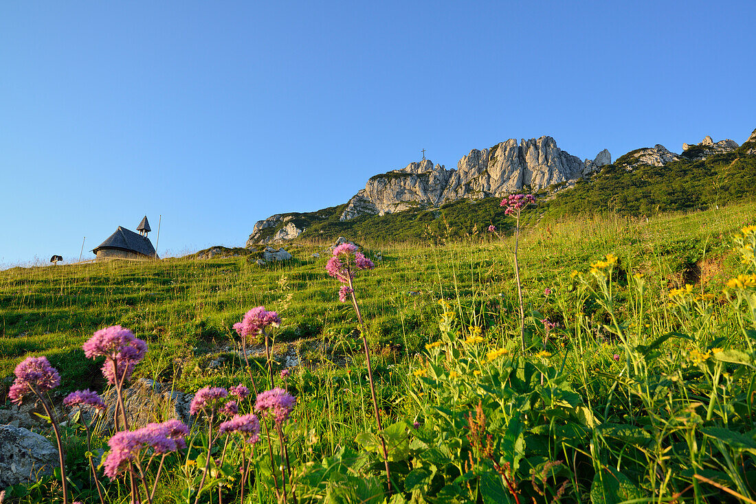 Flowering meadow in front of chapel and Kampenwand, Kampenwand, Chiemgau range, Chiemgau, Upper Bavaria, Bavaria, Germany