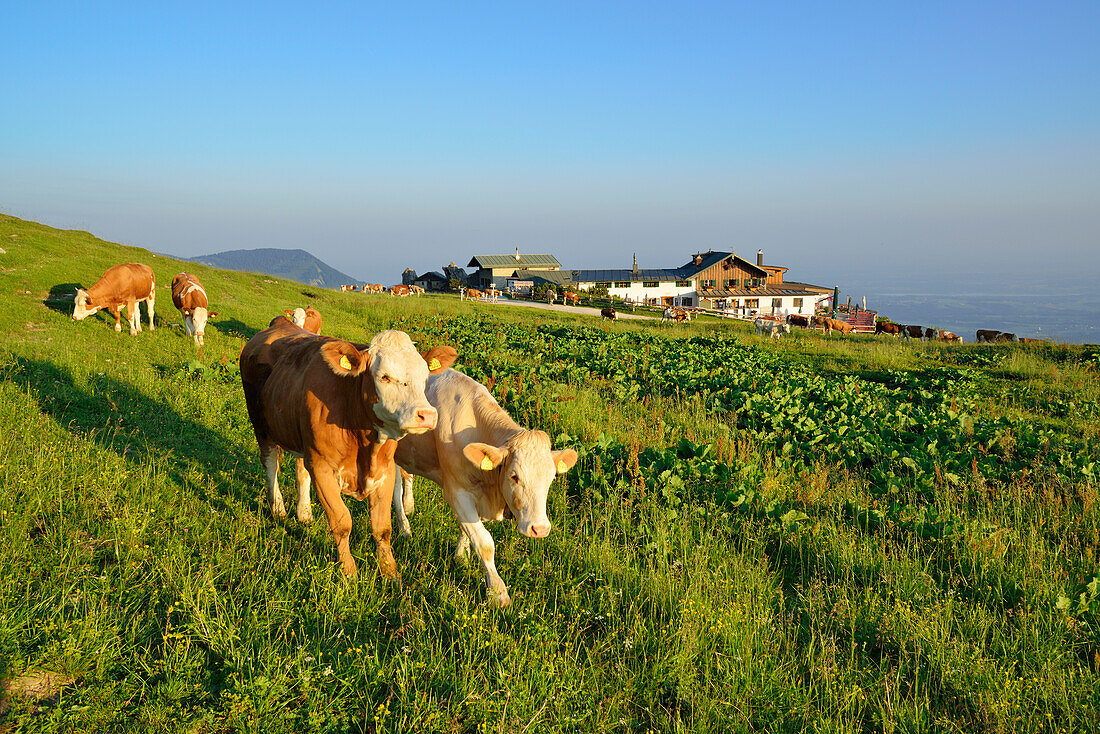 Cows in front of Steinlingalm alpine hut, Kampenwand, Chiemgau range, Chiemgau, Upper Bavaria, Bavaria, Germany