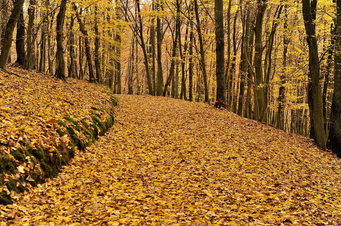 herbstlich gefärbter Buchenwald, Laub bedeckter Waldweg, Krofdorfer Forst, Mittelhessen, Hessen, Deutschland