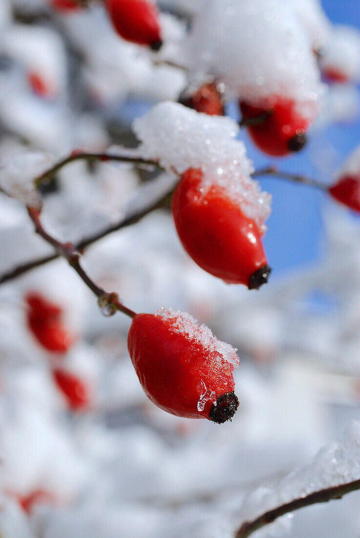 Hagebutten einer Wildrose mit Schnee, Deutschland