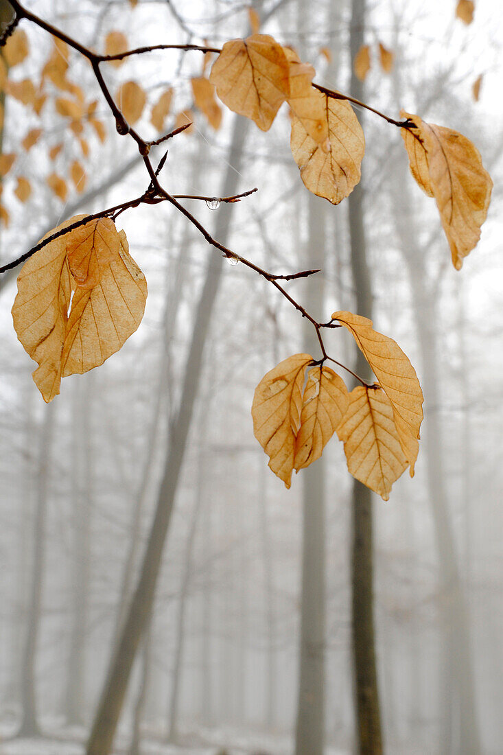 braune Buchenblätter hängen im Winter an einem zierlichen Ast, unscharfe Buchen im Nebel im Hintergrund und Schnee auf dem Boden, Mittelhessen, Hessen, Deutschland