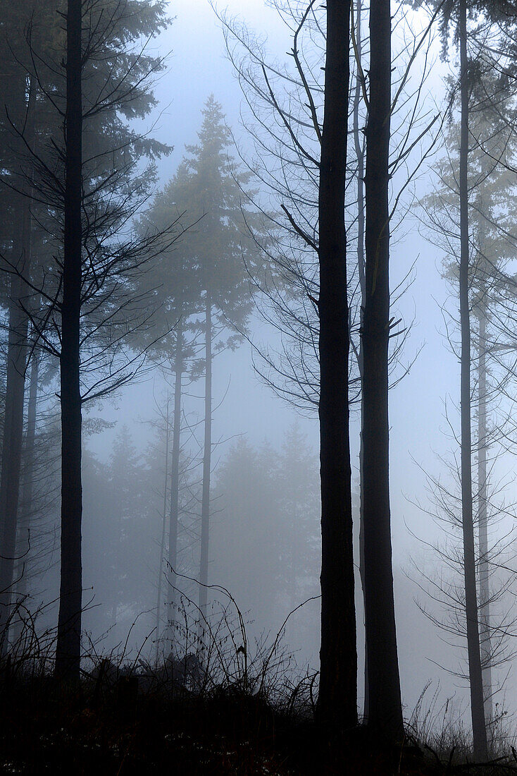 Forest in winter with unsharp fir trees and fog in the background, black silhouettes of trees in the foreground, Central Hesse, Germany