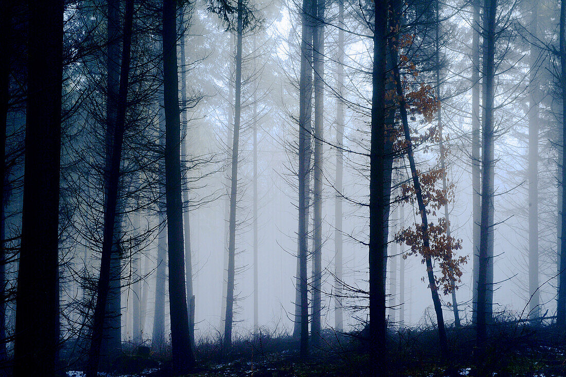 Forest in winter with unsharp trees and fog in the background and black silhouettes of trees in the foreground, Central Hesse, Germany