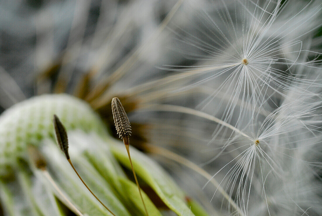 Dandelion seed, close up, macro, Germany