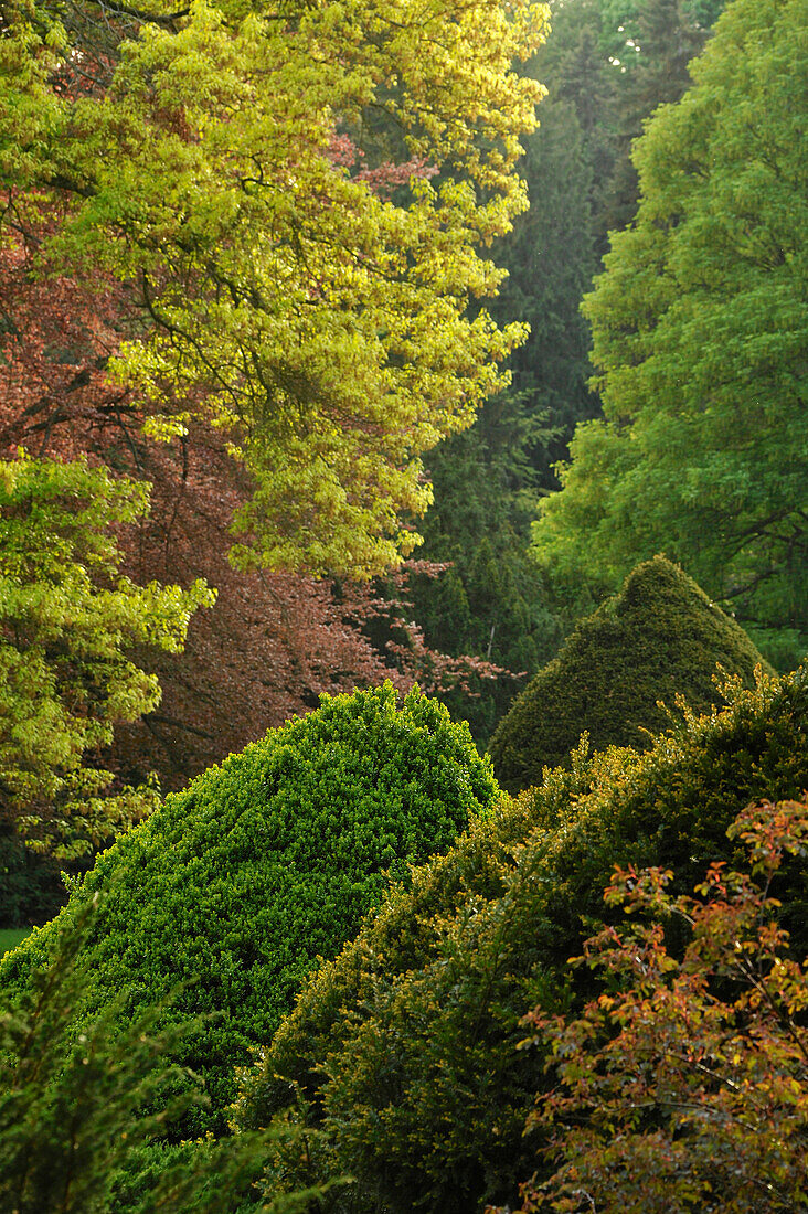 Fertile green trees and bushes in the castle gardens at Rauischholzhausen in Spring, Ebsdorfer Grund, Hesse, Germany