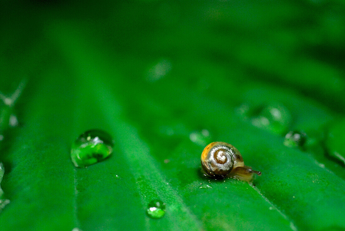 Winzige Schnecke mit Wassertropfen auf grünem Blatt, Deutschland