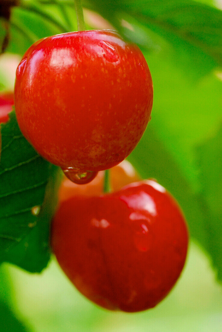 Two red cherries with water drops and green leaves hanging on the tree, Germany