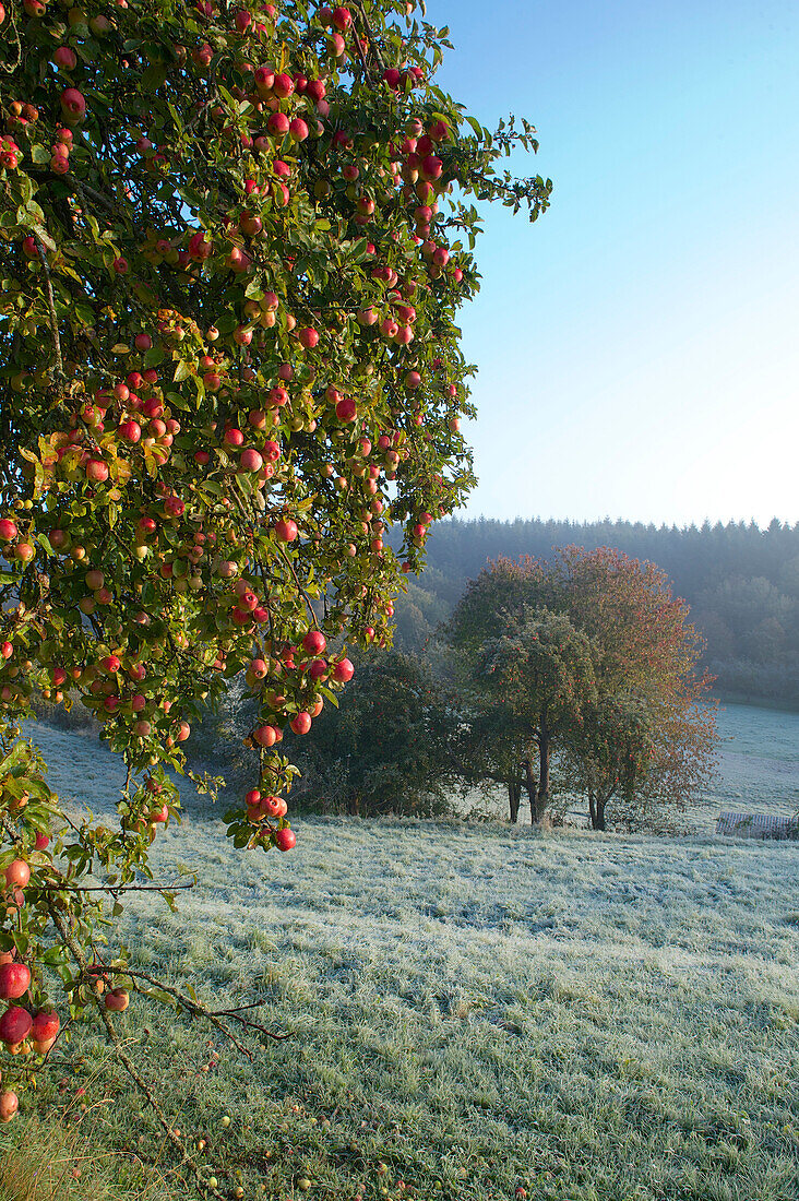 mit Raureif bedeckte Weiden mit Apfelbaum mit reifen Äpfeln, Wald und Hügel im Hintergrund, Mittelhessen, Hessen, Deutschland