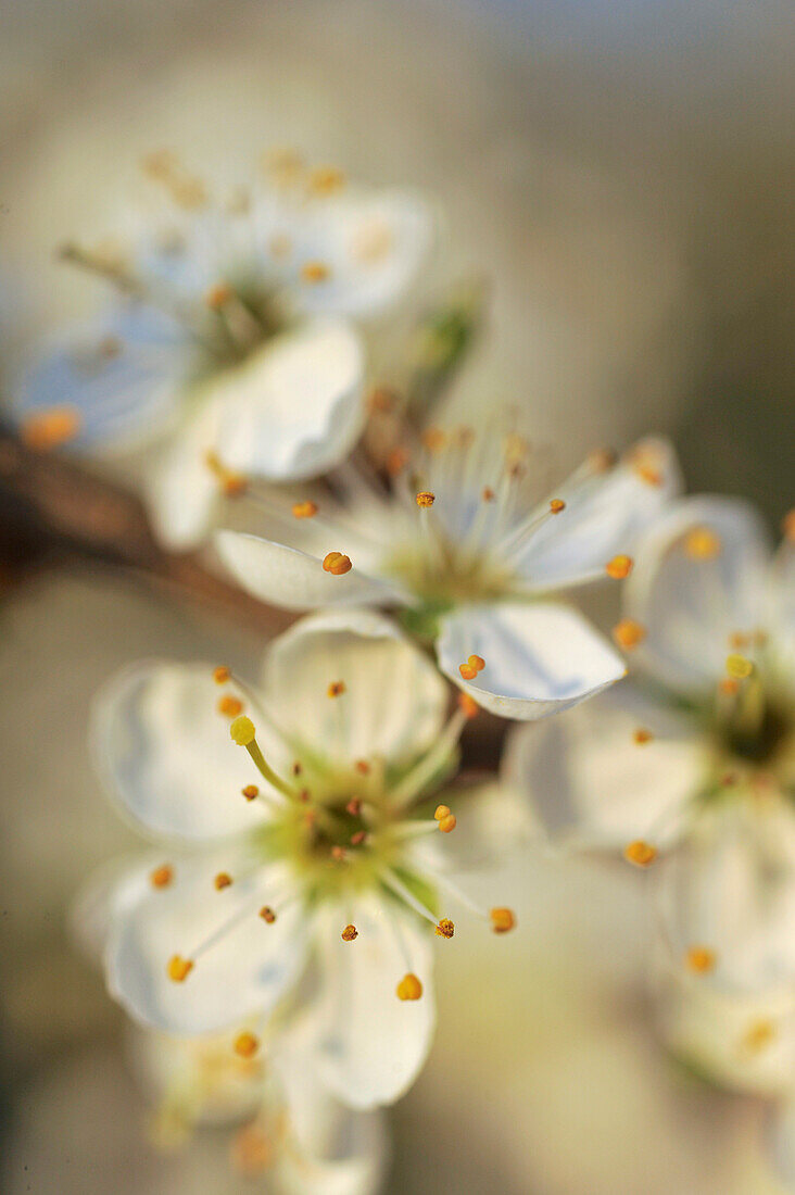 Blossoming whitethorn, genus Crataegus, with many small flowers in full blossom, mostly blurred with partial sharpness, macro close up, Hesse, Germany