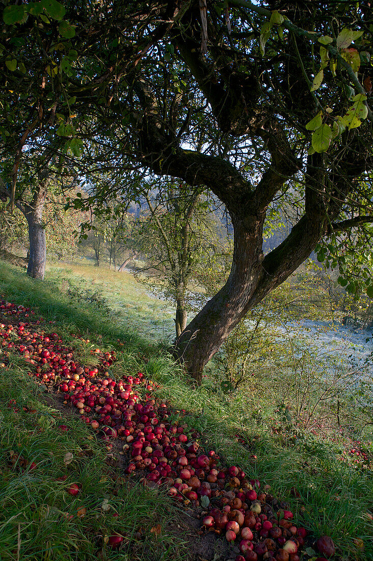 Apple tree with ripe apples covering a foot path and pastures covered with frost, hills and forest in the background, Central Hesse, Germany