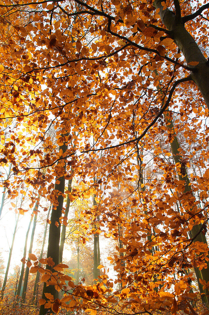 herbstlicher Buchenwald im Oktober, Blick in Baumkronen im Gegenlicht, Mittelhessen, Hessen, Deutschland