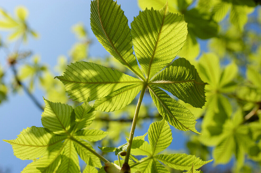 Frisches grünes Kastanien-Laub vor blauem Himmel, Hessen, Deutschland