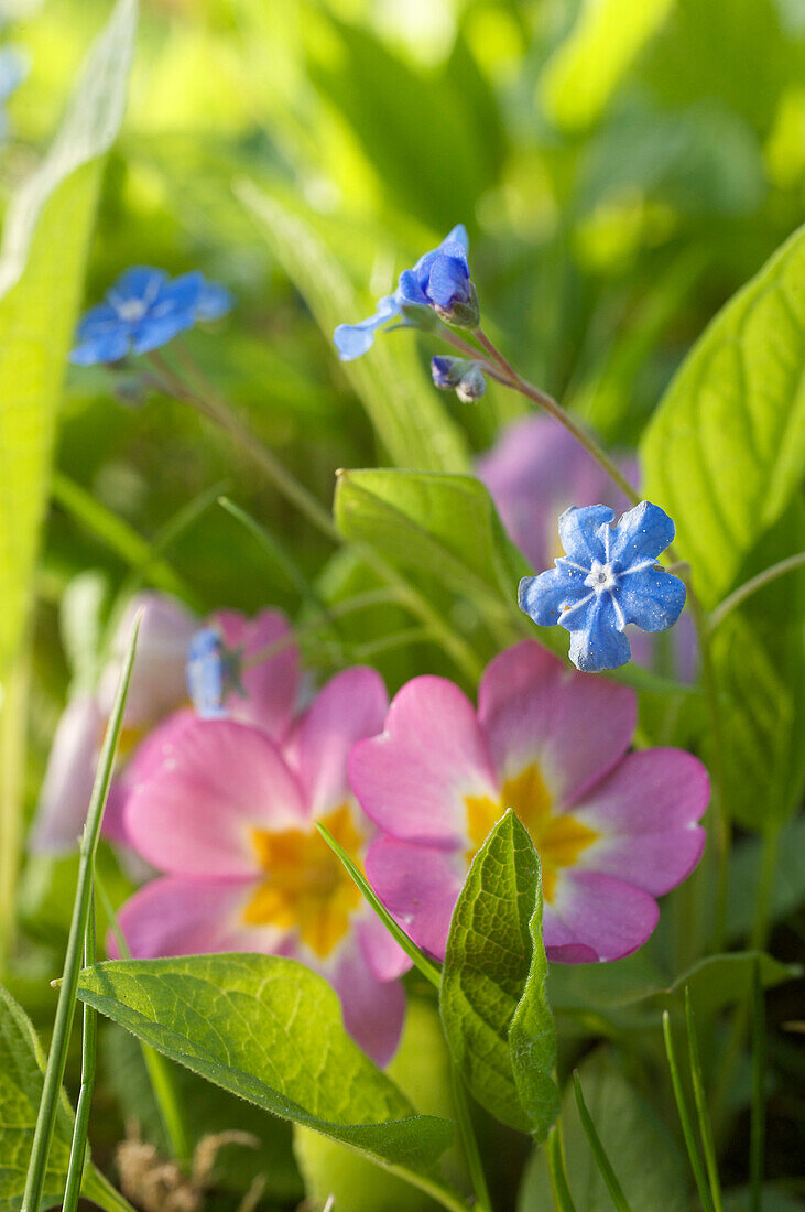 Flowers of common primrose, Primula and small-flowered forget-me-not, Myosotis stricta in a meadow, Germany