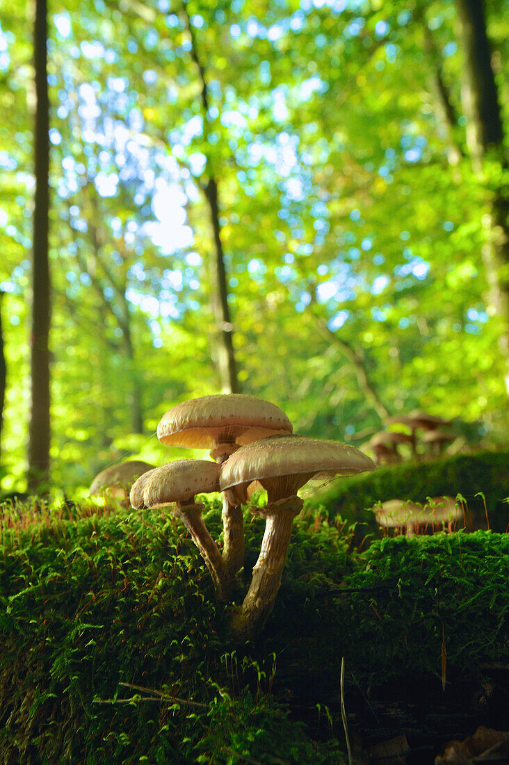 Early autumn forest with a group lamellar mushrooms in beech forest on mossy trunk, unsharp beech trees in the background, Central Hesse, Germany