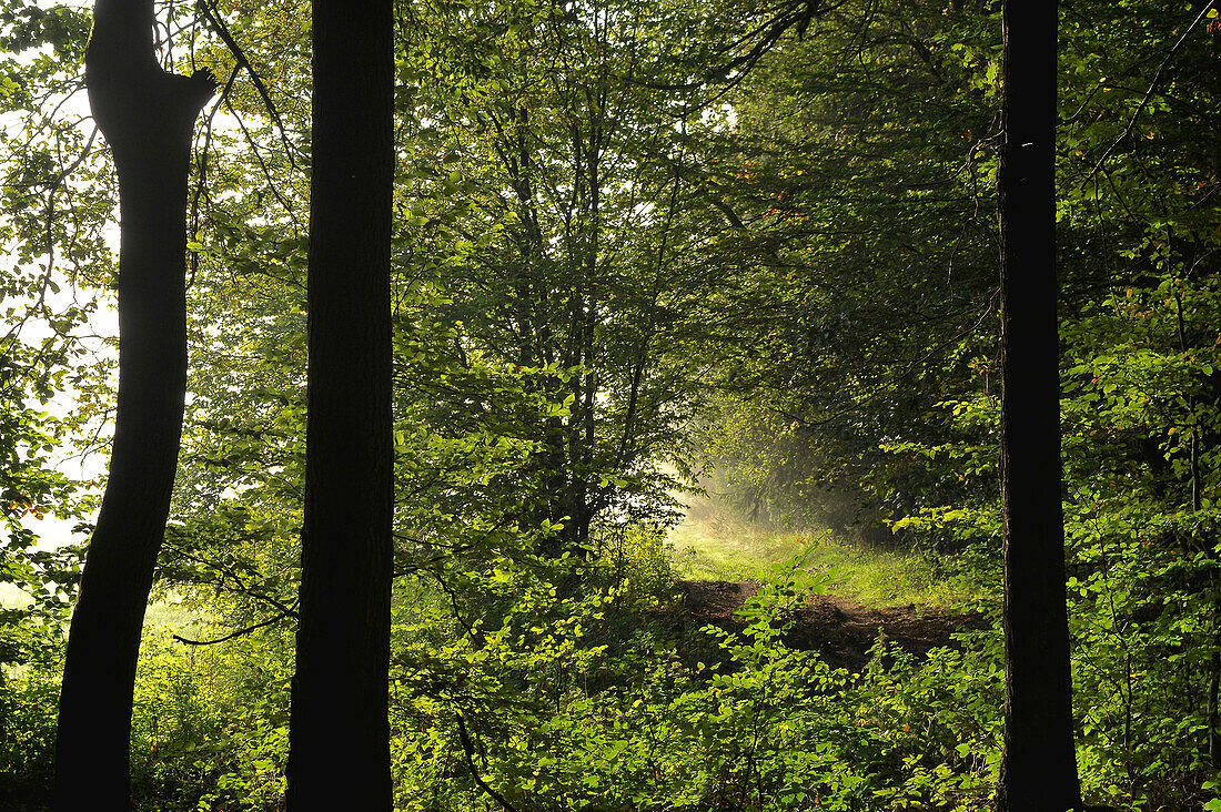Waldweg im Gegenlicht durch die Äste von Laubbäumen fallen, geheimnisvolle Stimmung, Mittelhessen, Hessen, Deutschland