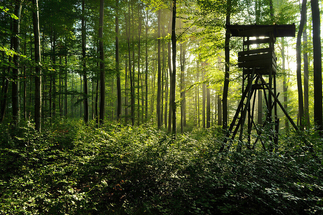 Perch, deer stand in mixed summer forest with beech trees in the foreground, beams of sunshine, Central Hesse, Hesse, Germany