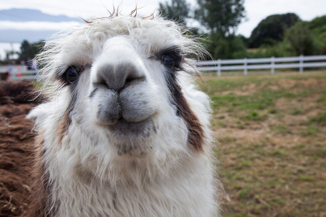 Wet look: Portrait of a llama with wet fur, near Puerto Montt, Los Lagos, Patagonia, Chile