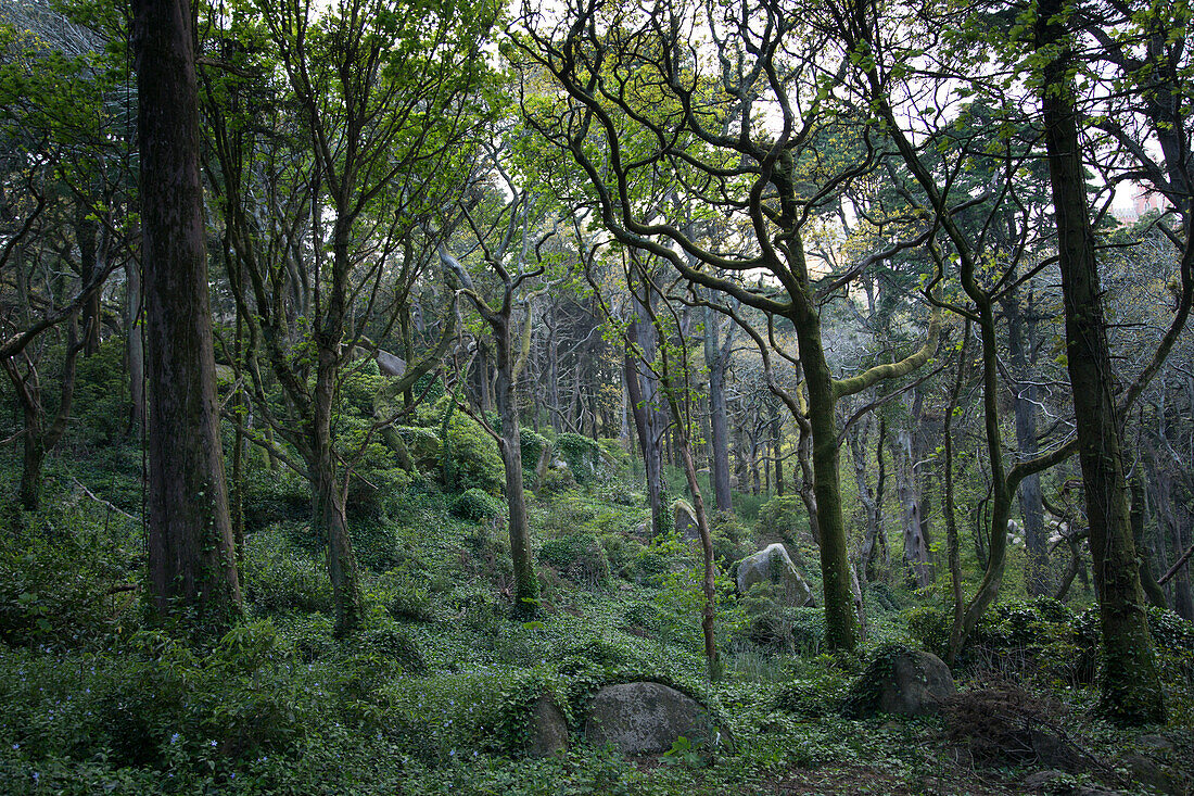 Uriger Wald im Park vom Pena Palast, Palacio Nacional da Pena, Sintra, Estremadura, Portugal