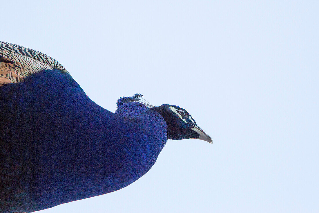 Ein Pfau auf einer Wand im Hof des Solar do Castelo Hotel in der Alfama, Lissabon, Portugal