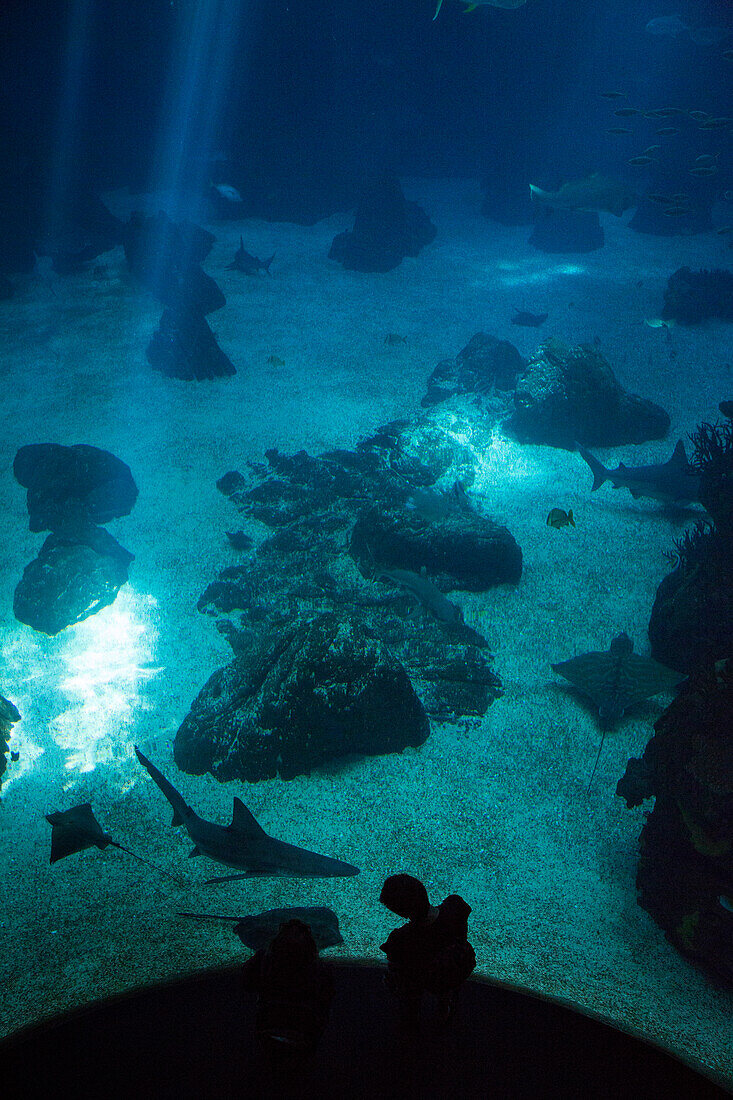 Stingrays and sharks in the giant tank of Oceanario de Lisboa aquarium at Parque das Nacoes (Park of Nations), Lisbon, Lisboa, Portugal