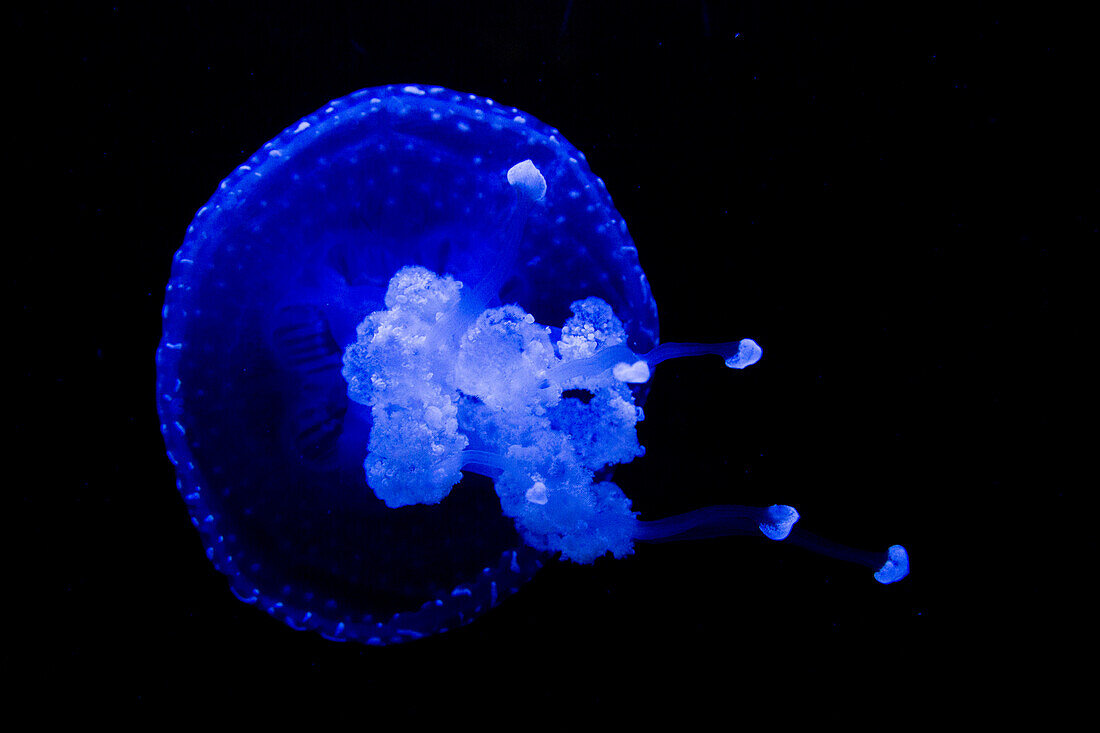 Blue tropical jellyfish on display Oceanario de Lisboa aquarium at Parque das Nacoes (Park of Nations), Lisbon, Lisboa, Portugal