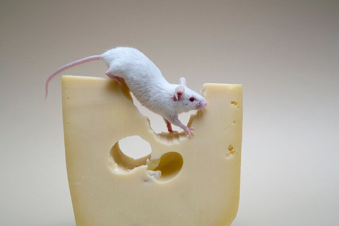 Mouse over a piece of cheese. Miami Beach, Florida, USA