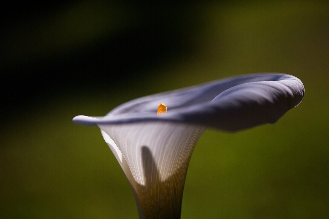 Zantedeschia aethiopica, Cala