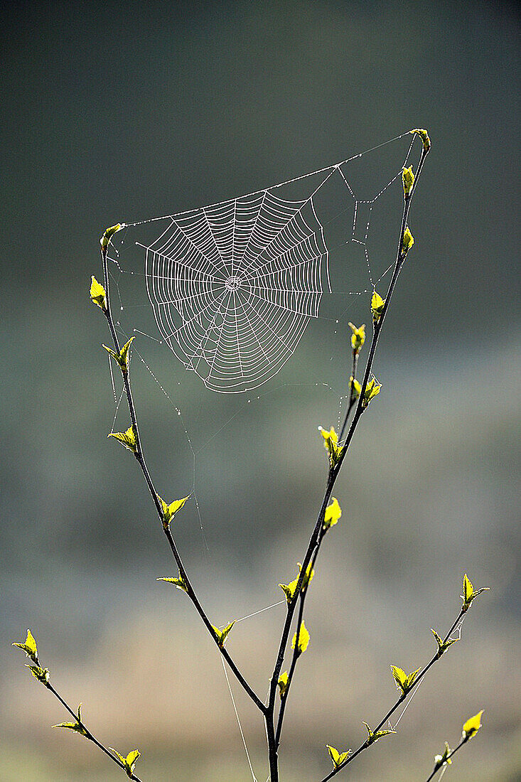 Orb-weaver spider web in a birch sapling in early spring, Greater Sudbury, Ontario, Canada