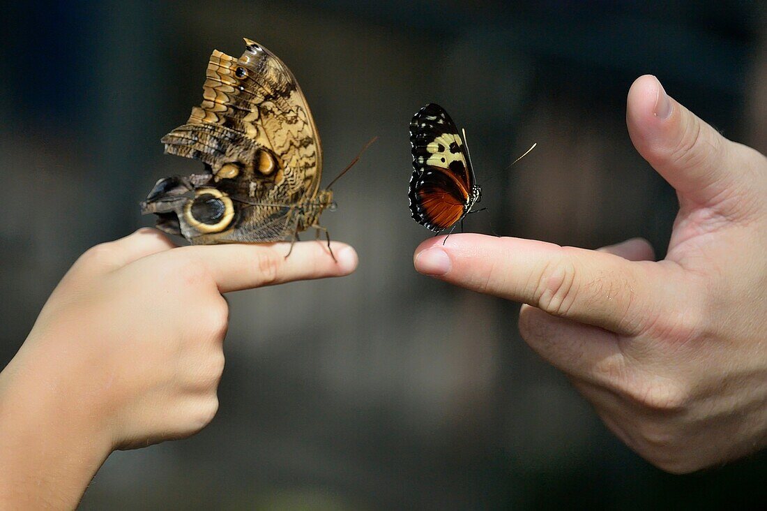 Visitors with butterflies perched on fingers, Niagara Butterfly Conservatory, Niagara Falls, Ontario, Canada