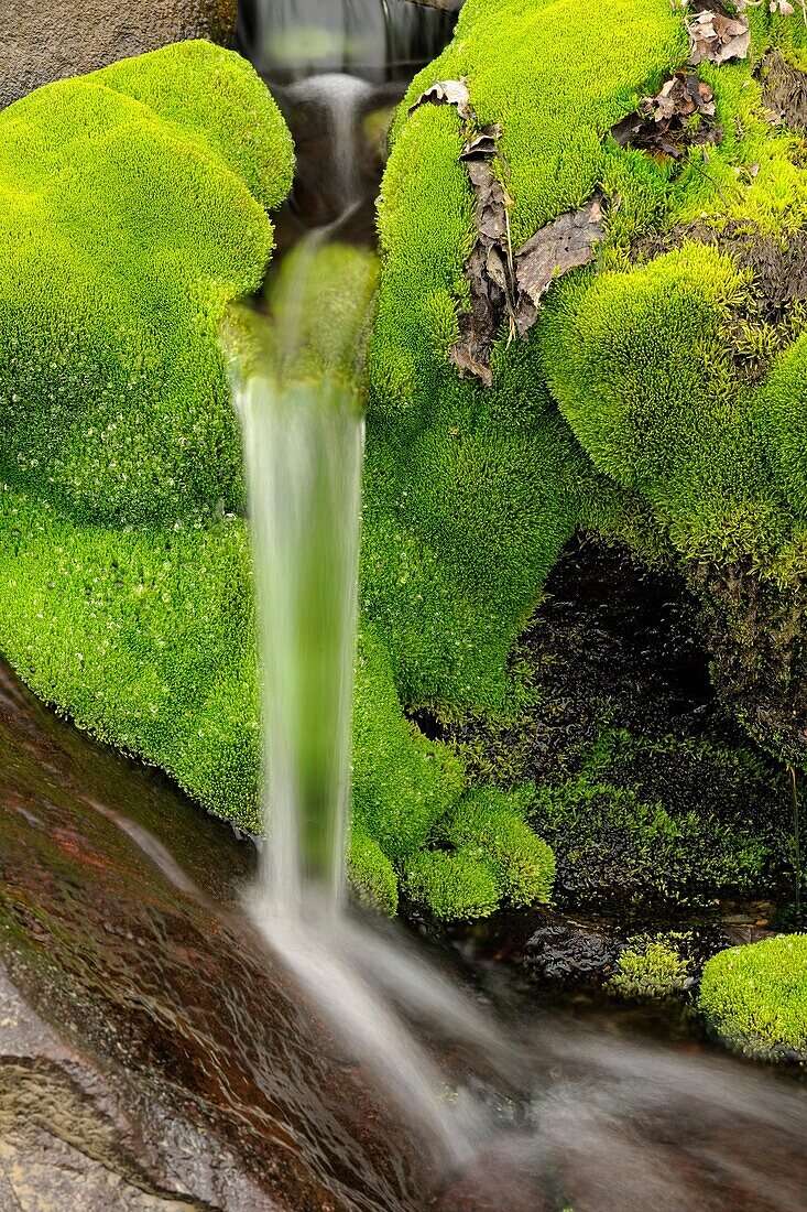 Spring cascade with clumps of moss, Greater Sudbury, Ontario, Canada