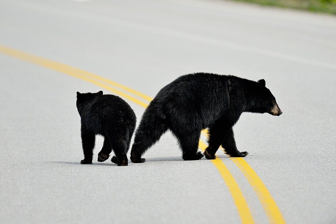 American Black bear (Ursus americanus) Sow and cubs crossing park road, Banff National Park, Alberta, Canada.