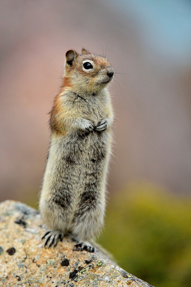 Golden mantled ground squirrel (Spermophilus lateralis), Jasper National Park, Alberta, Canada.