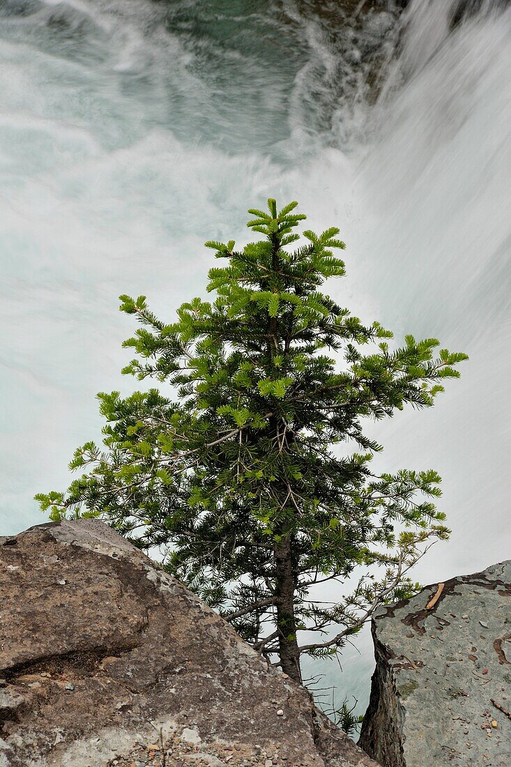 A small fir tree at the edge of Sunrift Gorge, Glacier National Park, Montana, USA.
