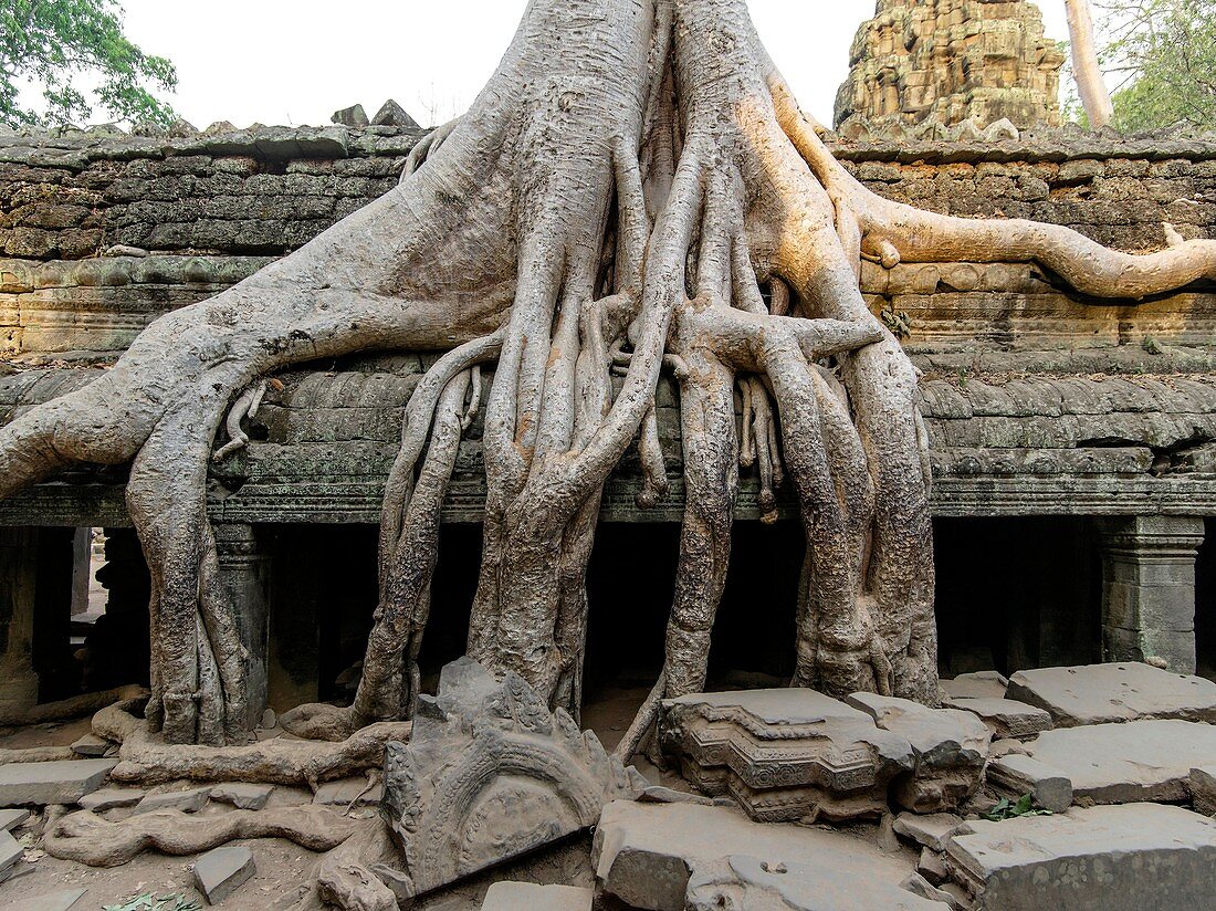 Ta Prohm is the modern name of a temple at Angkor, Siem Reap Province, Cambodia, built in the Bayon style largely in the late 12th and early 13th centuries and originally called Rajavihara. Located approximately one kilometre east of Angkor Thom and on th