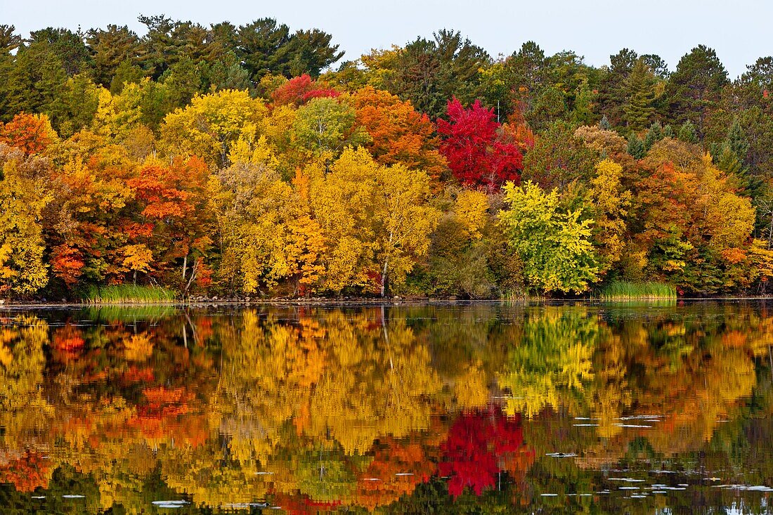 Fall foliage color reflected in a lake near Grand Rapids, Minnesota, USA