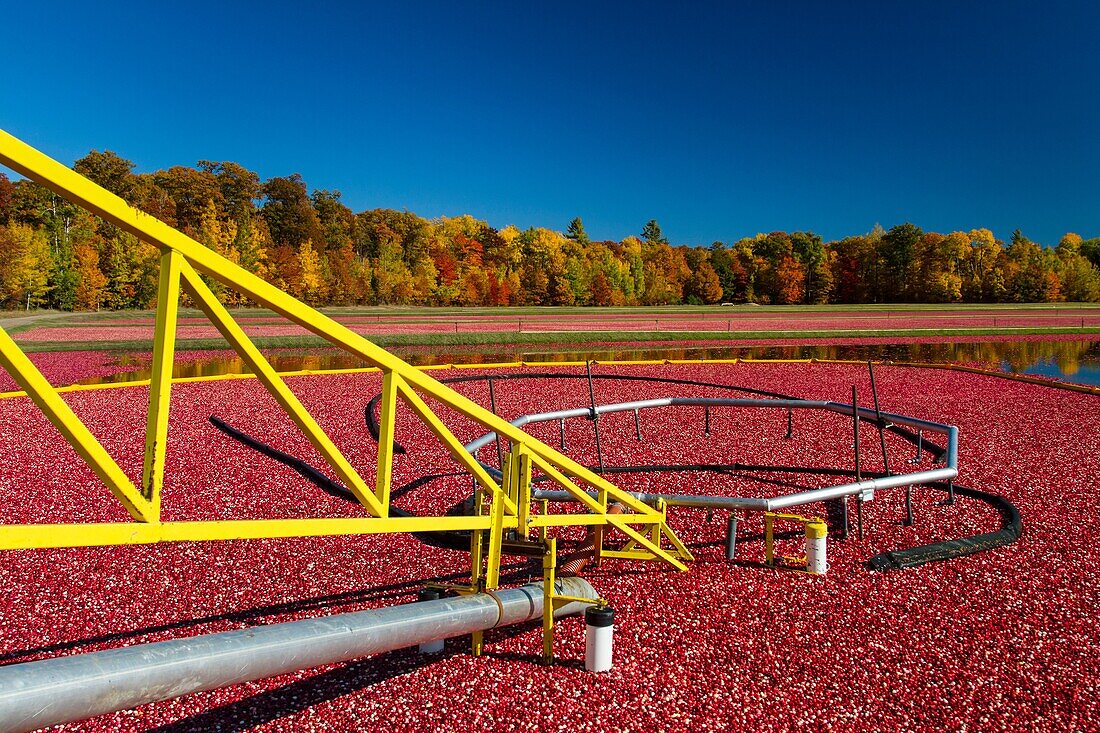 Cranberry harvesting operations at the Vilas Cranberry Co, marsh at Manitowish Waters, Wisconsin, USA