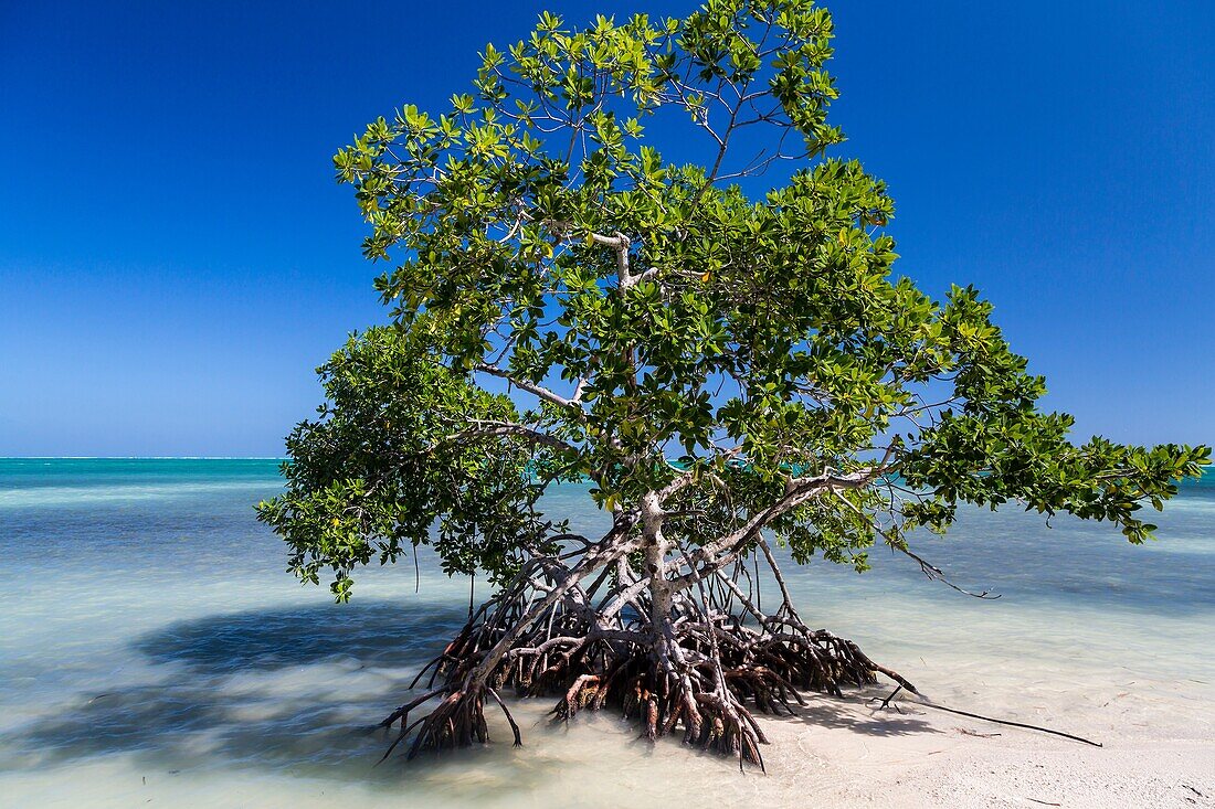 A mangrove plant on the shore of the island of Cay Caulker, Belize