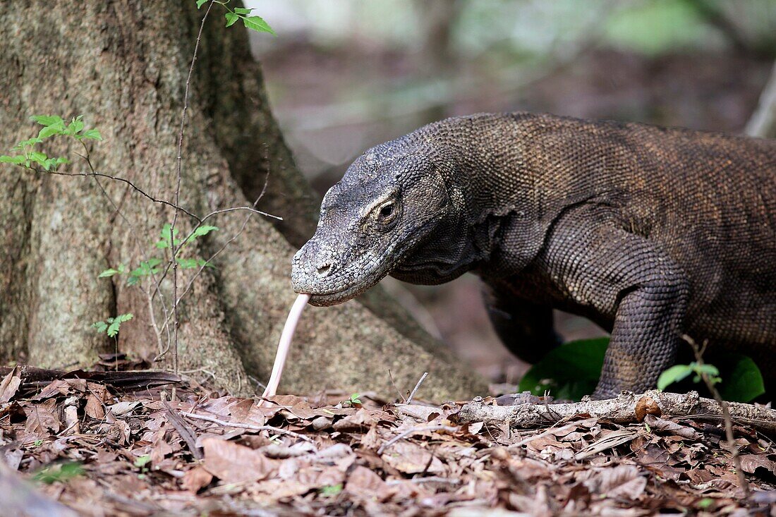 Rinca, Lesser Sunda Islands, Indonesia, Southeast Asia