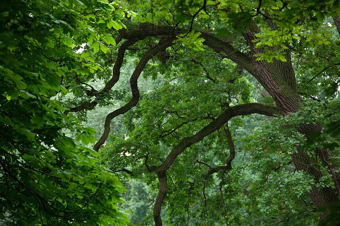 Oak tree