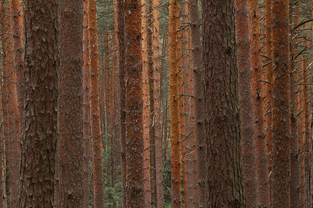 Pine trees