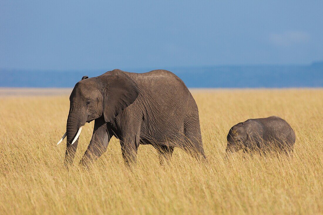 African elephant (Loxodonta africana) mother with calf, Maasai Mara National Reserve, Kenya, Africa.