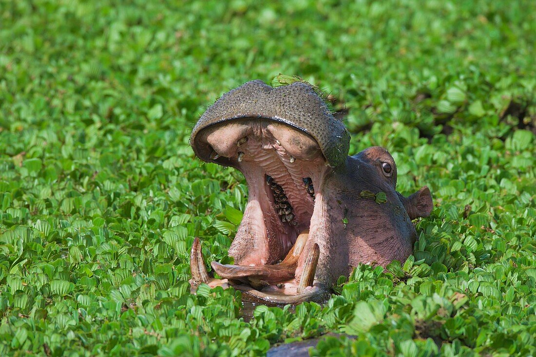 Close-up of a hippopotamus (Hippopotamus amphibus) with mouth open in swamp lettuce, Maasai Mara National Reserve, Kenya, Africa.